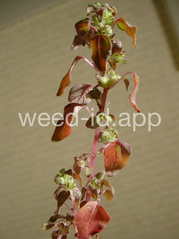 pellitory, Florida